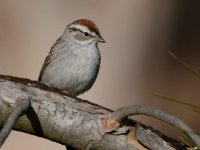 ChippingSparrow3.jpg