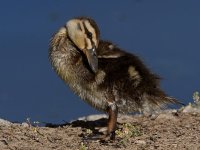 Ducks9.jpg