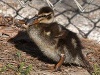 Ducks6.jpg