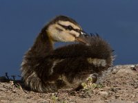 Ducks10.jpg