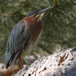 GreenHeron2.jpg