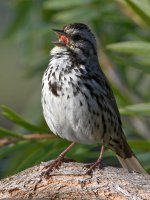 Sparrow.jpg