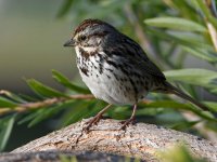 Sparrow3.jpg