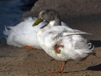 Goose.jpg