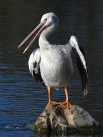 Pelican13.jpg
