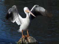 Pelican3.jpg