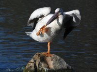 Pelican7.jpg