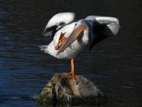 Pelican10.jpg