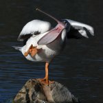 Pelican12.jpg