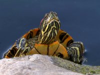 Turtle.jpg
