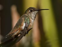 Hummer9.jpg
