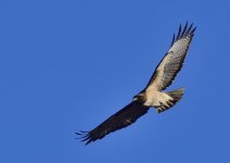 _ROY8576_00001.jpg