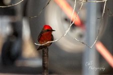 04-17-21-CR_D500512-ON1.jpg