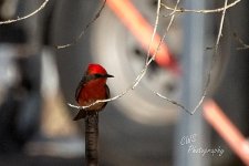 04-17-21-CR_D500513-ON1.jpg