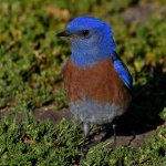 Bluebird9.jpg