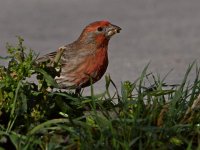 Finch2.jpg