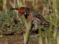 Finch7.jpg