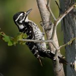 Woodpecker.jpg