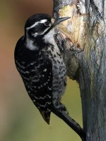 Woodpecker13.jpg