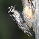 Woodpecker18.jpg