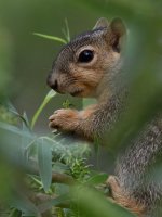 Squirrel4.jpg