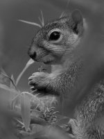 SquirrelBW.jpg
