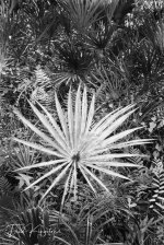 PrairiePalmsBM-1.jpg
