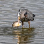 GBHFishSeries-825.jpg