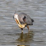 GBHFishSeries-826.jpg