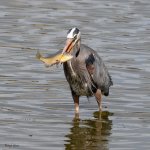 GBHFishSeries-828.jpg