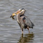 GBHFishSeries-829.jpg