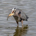 GBHFishSeries-830.jpg