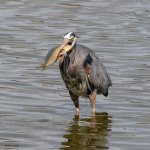 GBHFishSeries-831.jpg
