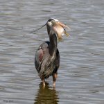 GBHFishSeries-833.jpg
