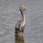 GBHFishSeries-835.jpg
