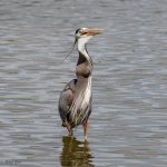 GBHFishSeries-836.jpg