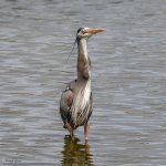 GBHFishSeries-837.jpg