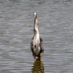 GBHFishSeries-838.jpg
