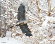 GBHSnowyFlight-825.jpg