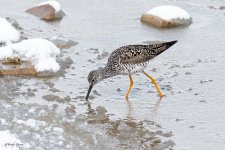 GreaterYellowlegs-825.jpg