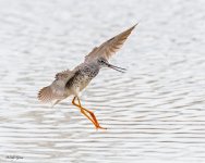 GreaterYellowlegs-824.jpg