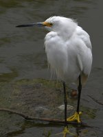 Egret.jpg