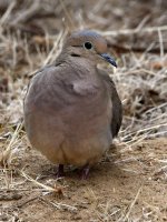 Dove.jpg
