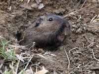 Gopher2.jpg