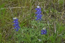 350_0058_LSh_cr_sm.jpg