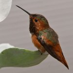 Hummer14.jpg