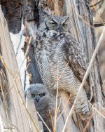 OwlNest-845.jpg