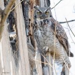 OwlNest-846.jpg