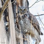 OwlNest-847.jpg