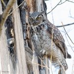 OwlNest-848.jpg